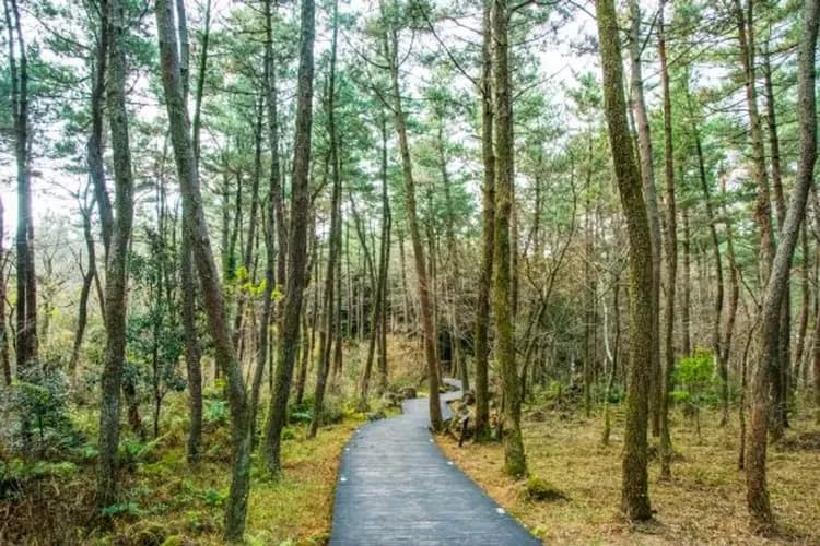 國家級漢拿山森林步道(思連伊林蔭道)-純粹自然景觀