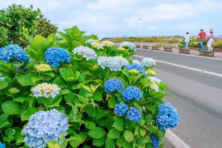 終達里繡球花路-照片由濟州觀光公社提供-濟州賞繡球花