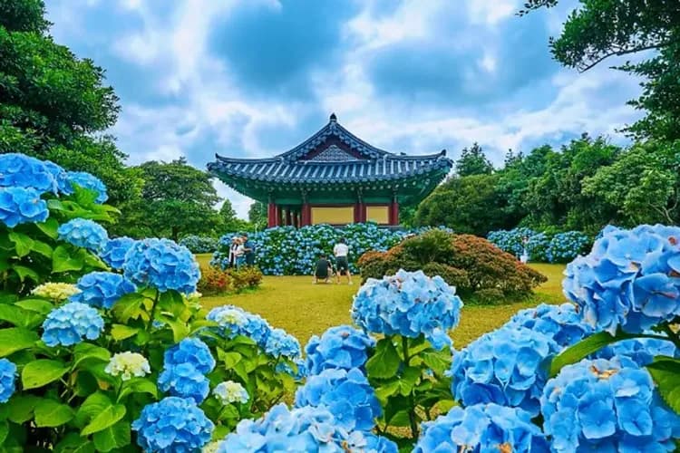 【易起趣濟州、買一送一】神話世界樂園、夢幻繡球花海、泰迪熊汗蒸幕、五星藍鼎酒店五日