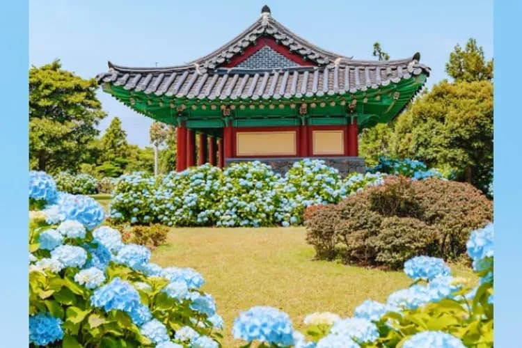 婚姻池(繡球花)-照片由濟州觀光公社提供-濟州賞繡球花