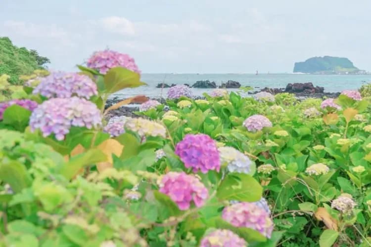 【易起趣濟州、買一送一】神話世界樂園、夢幻繡球花海、泰迪熊汗蒸幕、五星藍鼎酒店五日-8