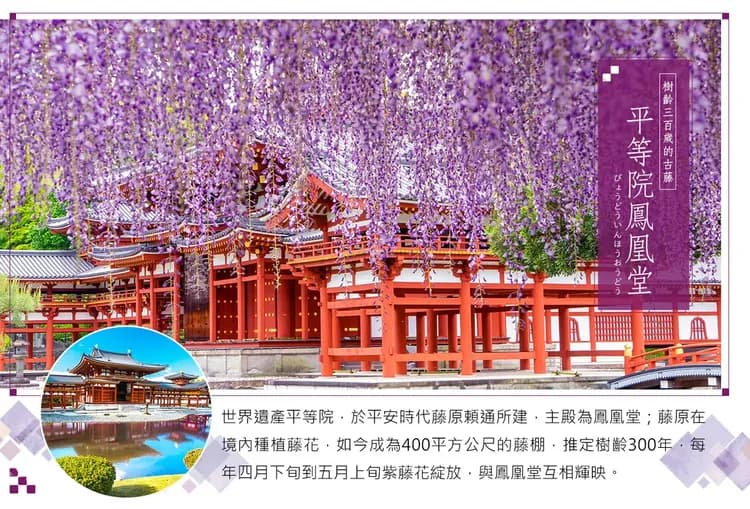 【紫藤ｘ立山黑部６日】絕景雪牆、神故鄉上高地、合掌村、郡上八幡、螃蟹吃到飽、溫泉[含稅]