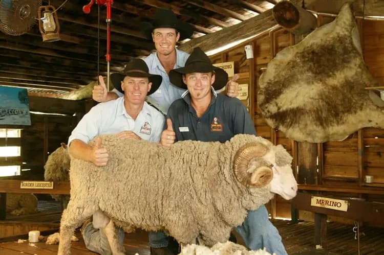 澳洲旅遊｜《小孩不佔床扣一萬》雪梨經典必遊·與無尾熊下午茶之約、親牽羊駝、親子趣金雪8日-14