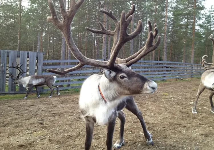 雄獅旅遊,北歐旅遊,芬蘭旅遊,馴鹿農場