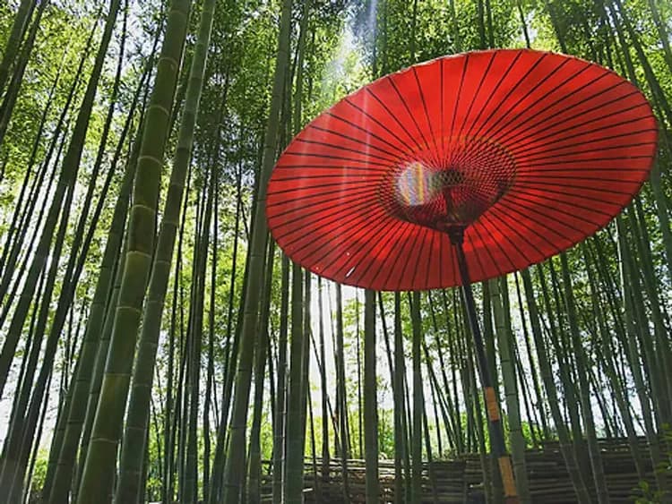 竹林と和傘