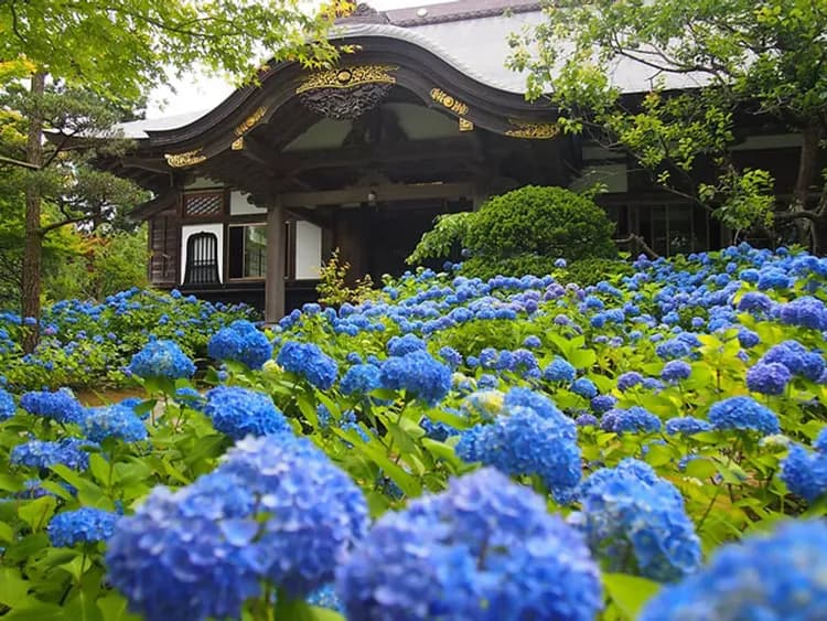 雲昌寺のあじさい