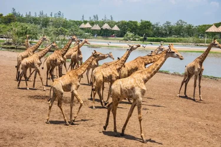 賽福瑞野生動物園(長頸鹿餵食體驗)