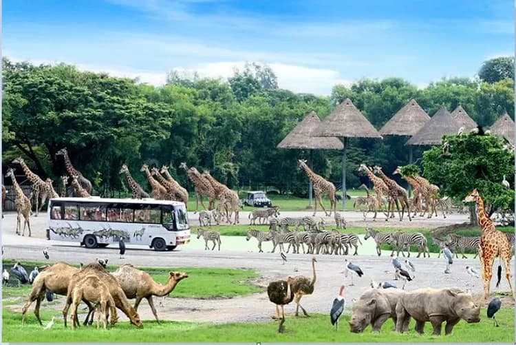 賽福瑞野生動物園(長頸鹿餵食體驗)