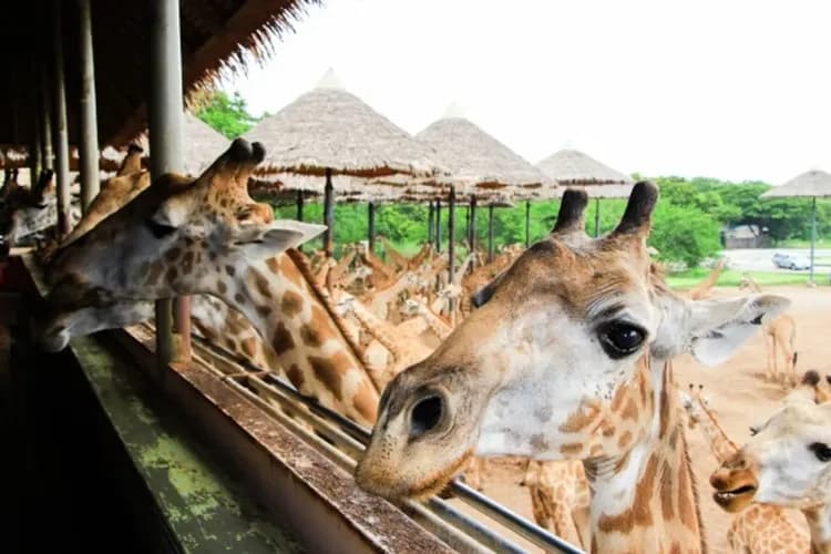 賽福瑞野生動物園(長頸鹿餵食體驗)