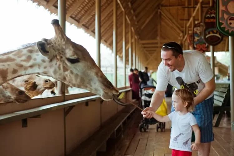 賽福瑞野生動物園(長頸鹿餵食體驗)