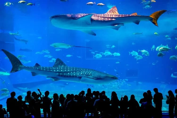 沖繩旅遊｜美麗海水族館~海豚秀、古宇利大橋、琉球八社波上宮、全程無自費餐、系滿魚市嘗鮮四日-6