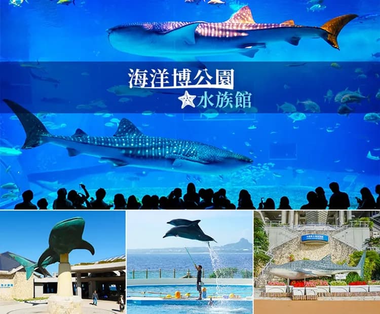 暑假親子童遊沖繩~兒童王國．DINO恐龍侏儸紀．暢遊海博館～海豚秀．琉球文化．波上宮陽光四日｜升等A級市區飯店一晚-6