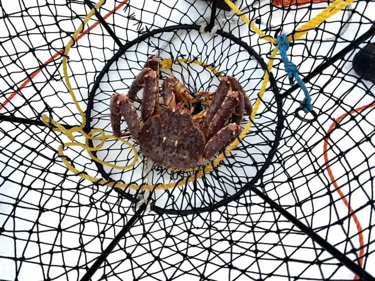 玩樂369經典北歐極光10日｜破冰船、冰海捕撈大啖帝王蟹、極光玻璃屋、聖誕老人見面會-13