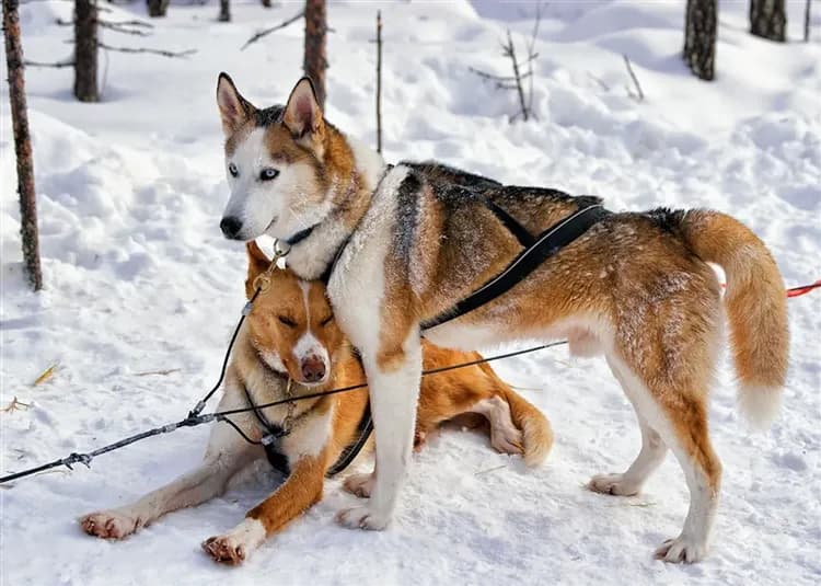 玩樂369經典北歐冰光交響曲10日｜破冰船、極光玻璃屋、聖誕老人見面會-9