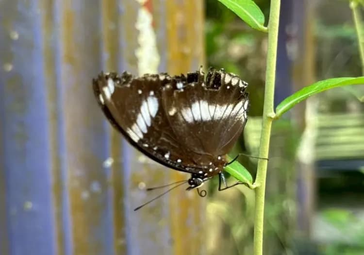 馬六甲蝴蝶及爬蟲保護所