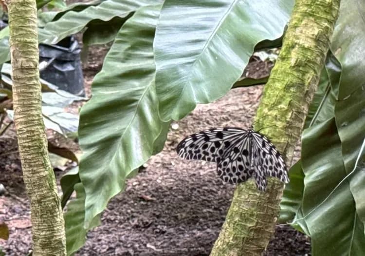 馬六甲蝴蝶及爬蟲保護所