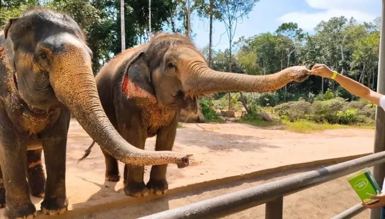 越南旅遊｜富國島｜【星宇直飛】野生動物園.珍珠樂園.貢多拉遊船.富國大世界.香島跨海纜車.全程五星飯店五日-14
