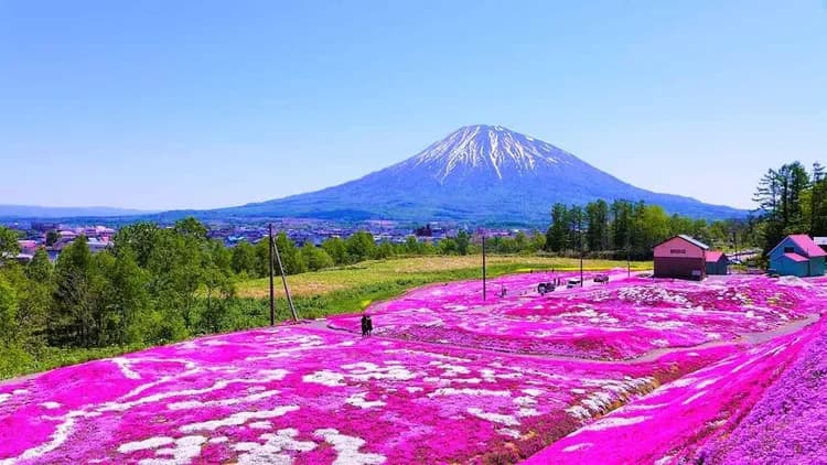 \\nas01\圖片共用資料夾_版權確認區\日本圖\ShutterStock\北海道-三島芝櫻園、羊蹄富士山(5月下旬～6月上旬)
