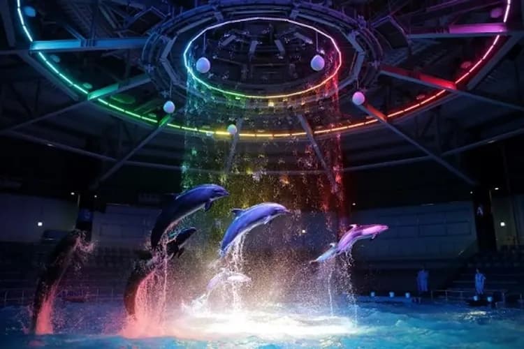 KHH【東京FUN暑假、兒童不佔減6000】迪士尼樂園、水族館海豚秀、富士動物園、河口湖薰衣草五日-5