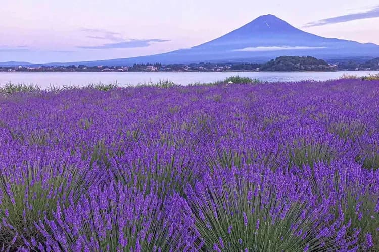 照片取自河口湖生活自然館官網-河口湖薰衣草祭（季節限定：6月下旬-7月中旬）