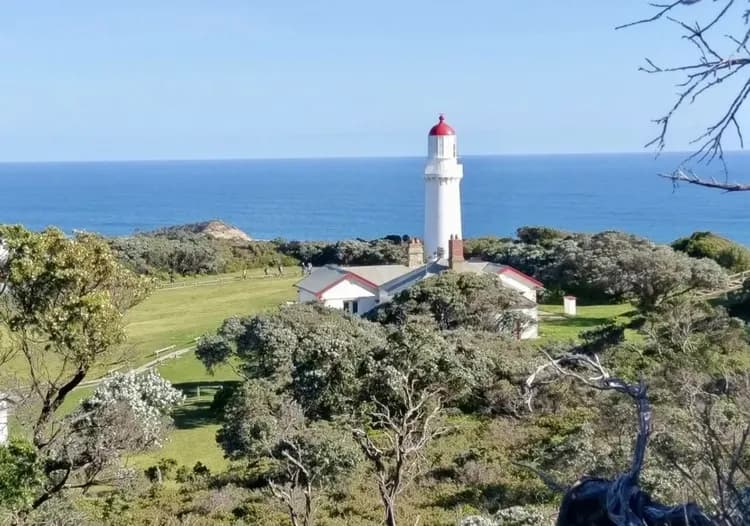東澳黃金墨爾本～摩寧頓半島、神仙企鵝歸巢、羊駝農場體驗、海洋世界遊船九日-5