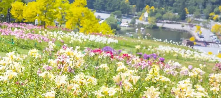 夏の黄金アカシアと花の丘