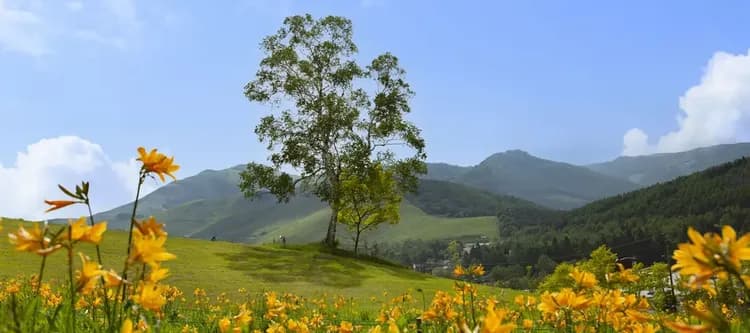 春の黄金アカシアと花の丘