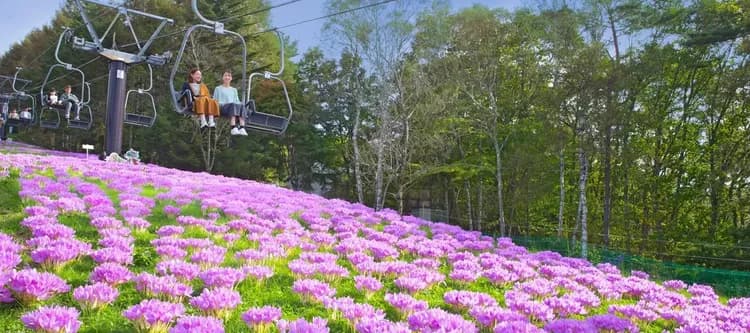 秋天的金色金合歡與花山