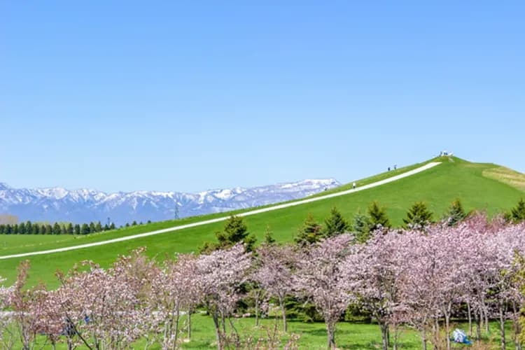 莫埃來沼公園(玻璃金字塔賞櫻)