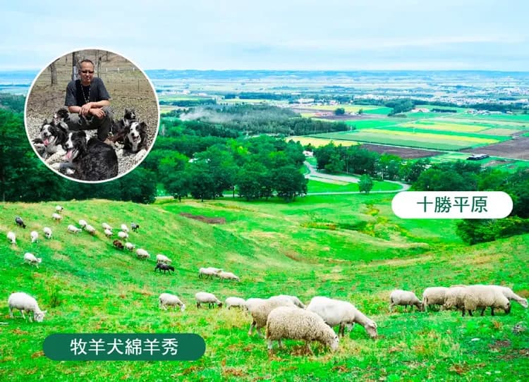 紫色花現北海道道東6日.綿羊秀.旭山動物園.熱氣球體驗.釧路溼原小火車.採果樂.富良野五大好禮.和牛三大螃蟹饗宴-5