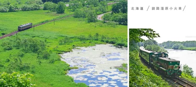 紫色花現北海道道東6日.綿羊秀.旭山動物園.熱氣球體驗.釧路溼原小火車.採果樂.富良野五大好禮.和牛三大螃蟹饗宴-11