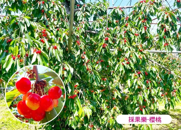 紫色花現北海道道東6日.綿羊秀.旭山動物園.熱氣球體驗.釧路溼原小火車.採果樂.富良野五大好禮.和牛三大螃蟹饗宴-6