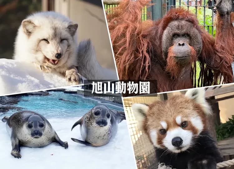 紫色花現北海道道東6日.綿羊秀.旭山動物園.熱氣球體驗.釧路溼原小火車.採果樂.富良野五大好禮.和牛三大螃蟹饗宴-7