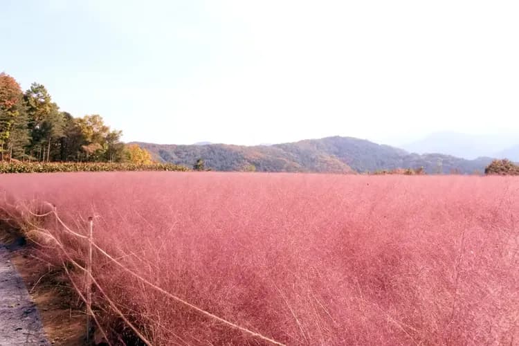 抱川香草島樂園