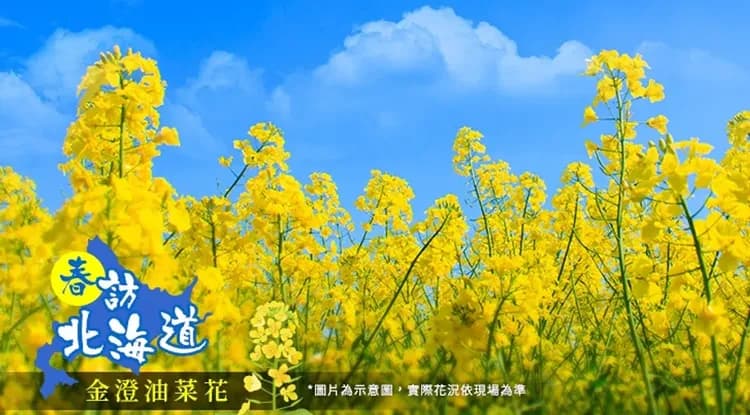 TTE旅展優惠價｜北海道最美櫻花.全程無自理餐.保住日航.函館夜景.加碼螃蟹吃到飽五日｜二晚溫泉