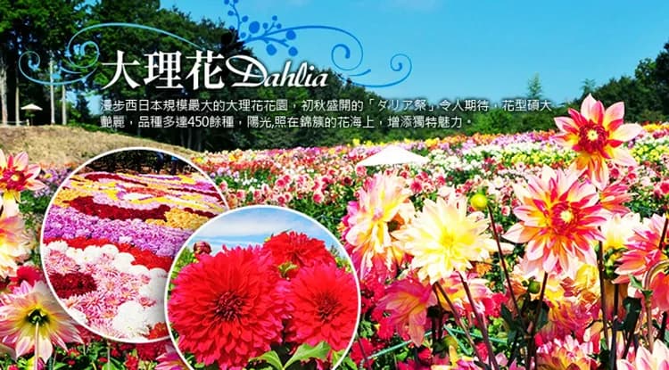 38女王節｜岡山四國｜日本三大急潮遊船體驗.世羅高原花海.大步危遊船.栗林公園抹茶體驗.烏龍麵DIY六日｜一日自由｜高雄-8