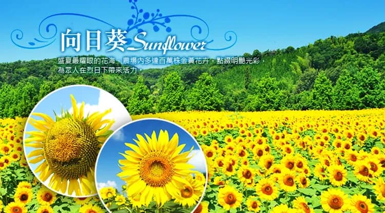 38女王節｜岡山四國｜日本三大急潮遊船體驗.世羅高原花海.大步危遊船.栗林公園抹茶體驗.烏龍麵DIY六日｜一日自由｜高雄-7