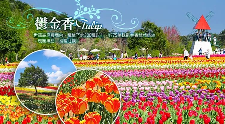38女王節｜岡山四國｜日本三大急潮遊船體驗.世羅高原花海.大步危遊船.栗林公園抹茶體驗.烏龍麵DIY六日｜一日自由｜高雄-6