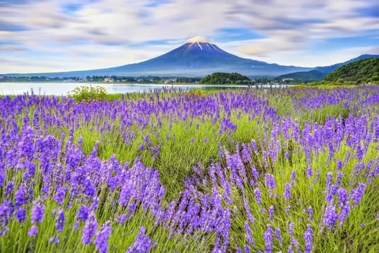 河口湖薰衣草祭（季節限定：6月下旬-7月中旬）