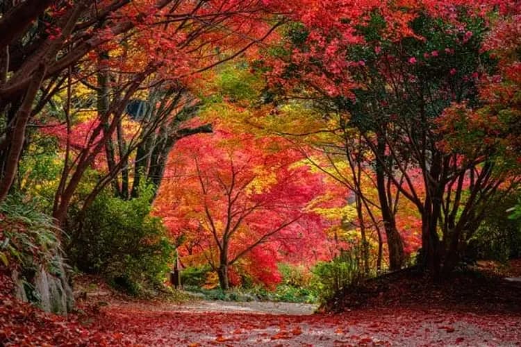 九州紅葉故事
