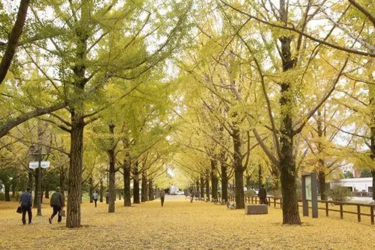 九州紅葉大賞～楓紅高千穗峽、湯布院金鱗湖、環境藝術之森、阿蘇溫泉體驗五日-6
