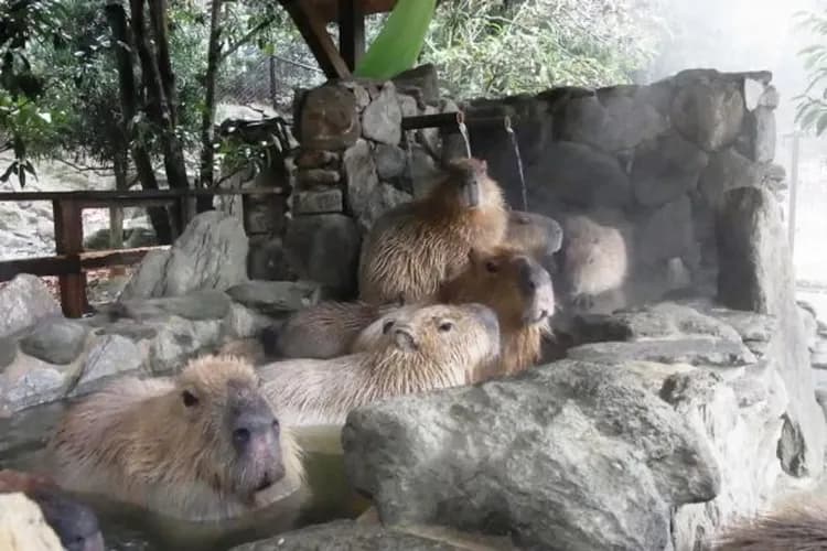 BIO PARK動物園