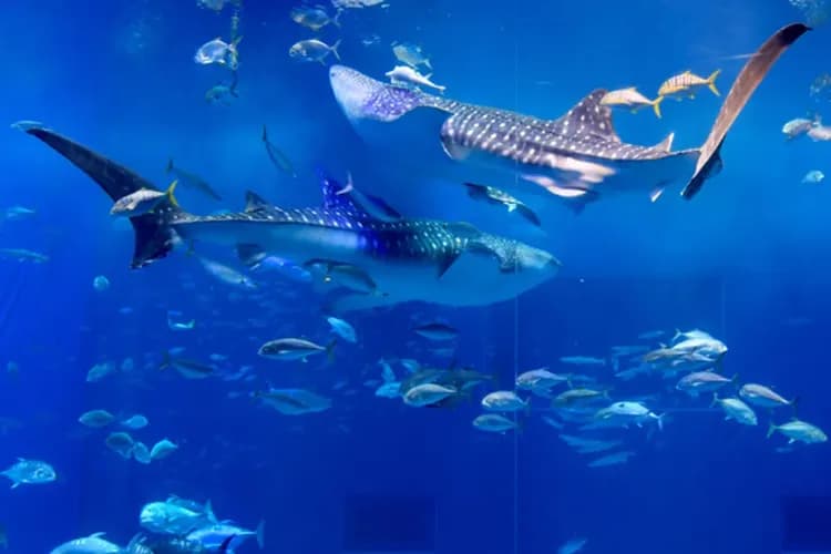 KHH沖繩跟團半自助～美麗海水族館、星野懸崖咖啡、瀨長島屋台村、那霸半日閒四日-6