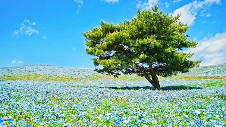 【茨城一日遊】足利花卉公園夜紫藤・茨城粉蝶花海・神磯鳥居｜東京出發-6