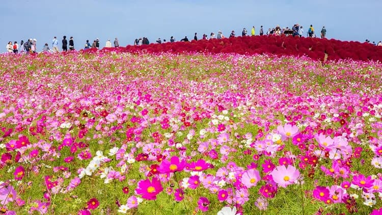 【茨城一日遊】足利花卉公園夜紫藤・茨城粉蝶花海・神磯鳥居｜東京出發-5
