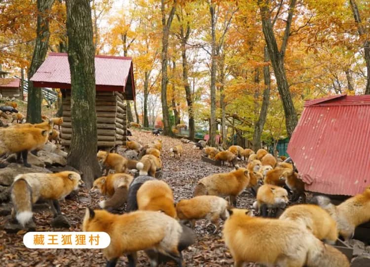 楓采東北百選溫泉5日.採果樂.會津鐵道.銀山溫泉.吾妻天空.五色沼.松島遊船烤魚板體驗.萌萌狐狸(新潟進仙台出)-5