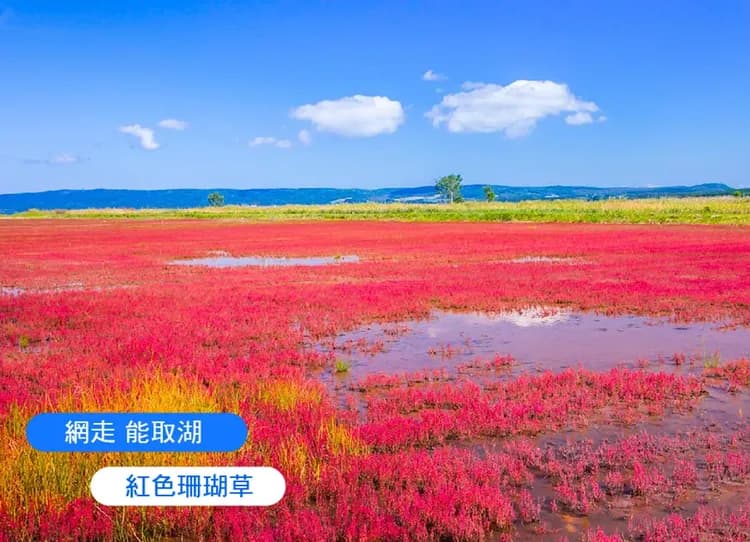 漫遊楓境北海道全覽三溫泉6日.黑岳空中纜車.真鍋庭園.紅色珊瑚草.阿寒湖遊船.豐平峽.層雲峽紅葉燈光.三大螃蟹和牛吃到飽