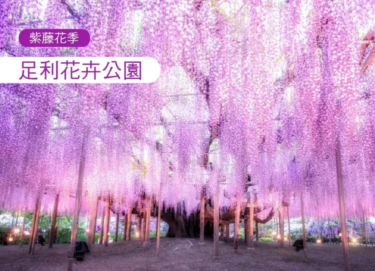 絕美雪牆之戀6日.黑部立山.富士芝櫻.足利紫藤.上高地.米其林合掌村.輕井澤(日本航空)-5
