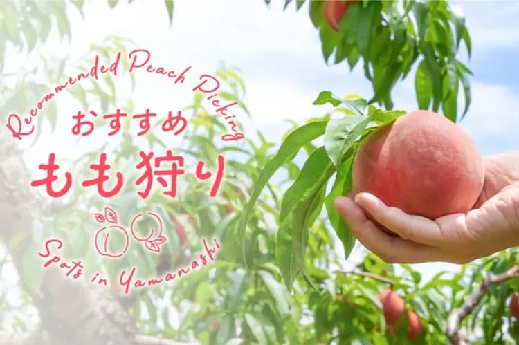 照片取自富士之國山梨官網-季節採水蜜桃(30分鐘內吃到飽+送兩顆水蜜桃)