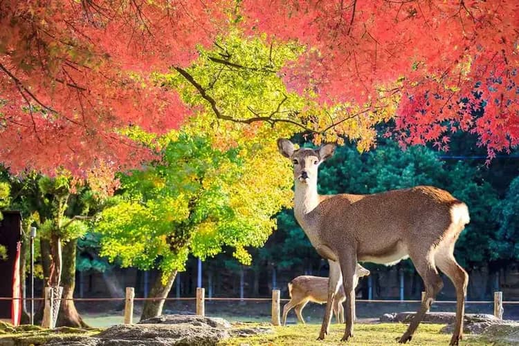 長谷寺(花之御寺)